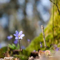 Image showing Blossom blue anemone on a forest ground