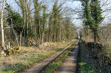 Image showing Dirt road through an Ivy covered forest