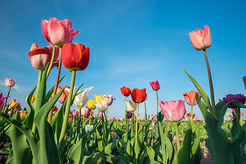 Image showing Field of tulips with blue sky