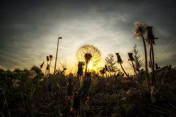 Image showing Image of a dandelion with backlight