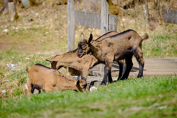 Image showing Young goats on a meadow in Bavaria, Germany