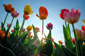 Image showing Field of tulips with blue sky