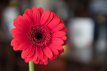 Image showing Single beautiful red gerbera