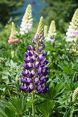 Image showing Flowerbed with hyacinths