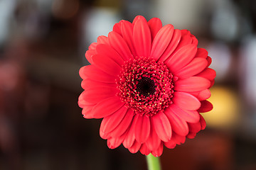 Image showing Single beautiful red gerbera