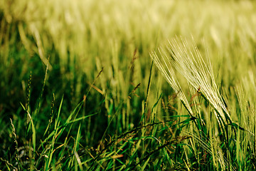 Image showing image of a corn field near Maisach