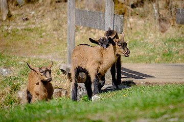 Image showing Young goats on a meadow in Bavaria, Germany