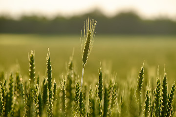 Image showing image of a corn field near Maisach