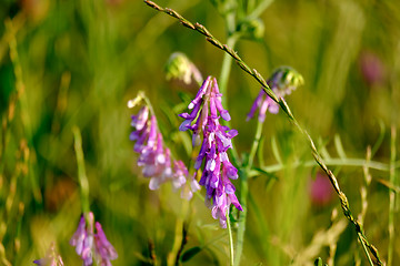 Image showing Closeup image of field flowers in a beautiful nature near Maisac