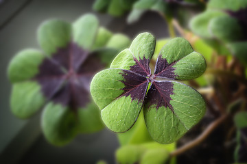 Image showing Image of lucky clover in a flowerpot