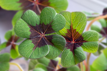 Image showing Image of lucky clover in a flowerpot