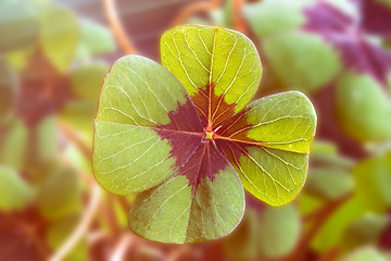Image showing Image of lucky clover with sunlight