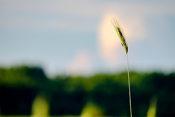 Image showing image of a corn field near Maisach