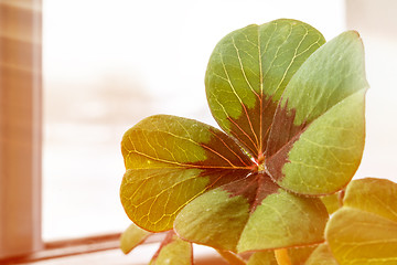 Image showing Image of lucky clover in a flowerpot with sunbeams