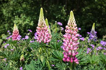 Image showing Flowerbed with hyacinths