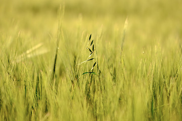 Image showing image of a corn field near Maisach