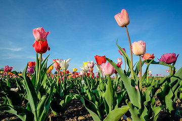 Image showing Field of tulips with blue sky