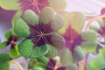 Image showing Image of lucky clover in a flowerpot