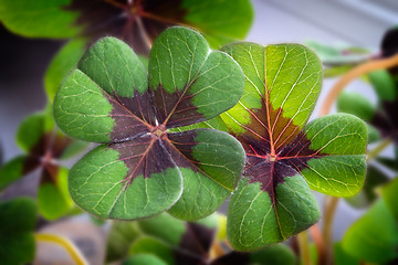 Image showing Image of lucky clover in a flowerpot