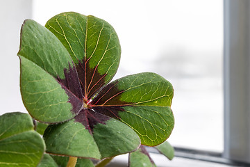 Image showing Image of lucky clover in a flowerpot