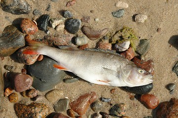 Image showing Dead Fish