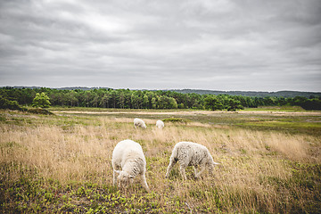 Image showing Sheep grazing on a meadow in misty cloudy weather