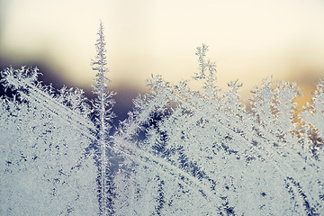 Image showing Morning frost on a window in the sunrise