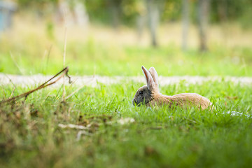Image showing Rabbit relaxing in fresh green grass in the spring