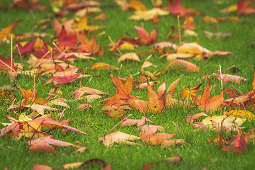 Image showing Golden maple leaves on a green lawn in the fall