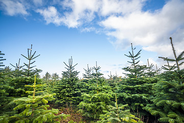 Image showing Pine tree plantation with small trees