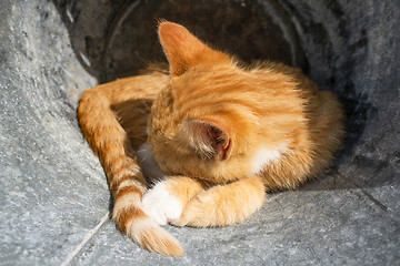 Image showing Kitten in orange color sleeping outdoors