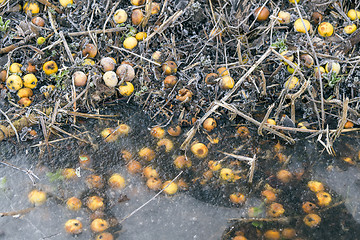 Image showing Yellow apples by a frozen lake with ice in the winter
