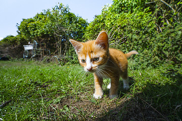 Image showing Orange kitten on adventure in a backyard