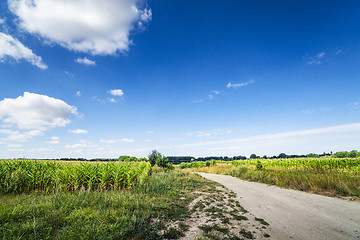 Image showing Countryside landscape with a path going through corn
