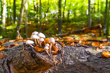 Image showing Group of white mushrooms on a wooden log