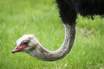 Image showing Ostrich with a red beak eating fresh green grass