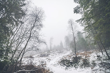 Image showing Winter landscape in a misty forest with snow