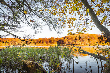 Image showing Colorful trees by a lake in the fall