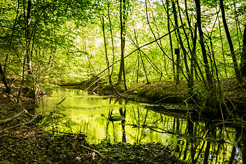 Image showing River with green color reflecting from the trees