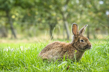 Image showing Fluffy bunny rabbit on a green meadow with fresh grass