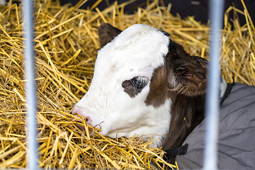 Image showing Hereford calf relaxing in hay in a barn