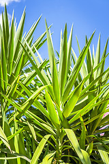 Image showing Tropical palm tree leaves in fresh green colors