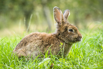 Image showing Brown easter bunny in fresh green grass