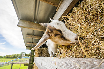 Image showing Goat eating hay on a rural farm