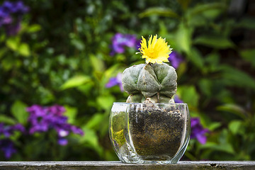 Image showing Cactus flower Astrophytum Myriostigma blooming