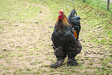 Image showing Large rooster with fluffy feet walking