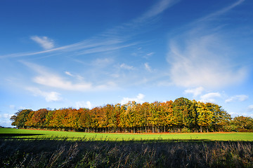 Image showing Small forest in autumn colors on a green meadow