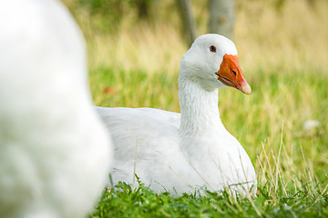 Image showing Geese relaxing in green grass in the spring