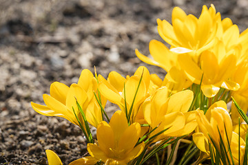 Image showing Yellow crocus flowers in a flowerbed at springtime