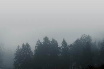 Image showing Misty forest scenery with pine treetops